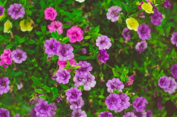 Création d'un Oasis de Fleurs Sauvages sur Votre Toit Urbain : Techniques Essentielles et Astuces Indispensables